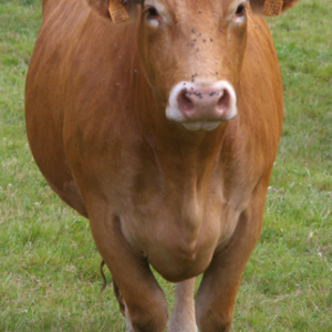 resources of Live Limousin Slaughter Bulls exporters