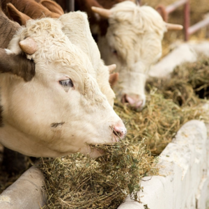 Alfalfa Hay Exporters, Wholesaler & Manufacturer | eximnext.com