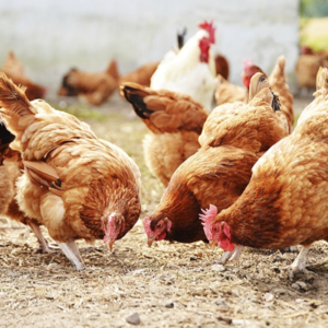 Poultry Exporters, Wholesaler & Manufacturer | eximnext.com