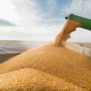 Corn Exporters, Wholesaler & Manufacturer | eximnext.com