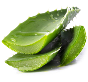 Aloe Vera Exporters, Wholesaler & Manufacturer | eximnext.com
