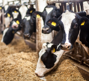 Animal & Cattle Feed Exporters, Wholesaler & Manufacturer | eximnext.com