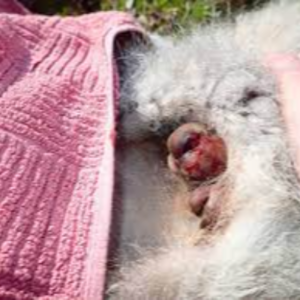 Kangaroo Leather Exporters, Wholesaler & Manufacturer | eximnext.com