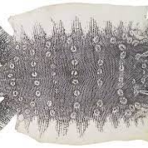 Lizard Leather Exporters, Wholesaler & Manufacturer | eximnext.com