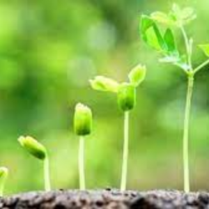 Plant Growth Stimulants Exporters, Wholesaler & Manufacturer | eximnext.com