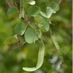 Beedies & Beedi Leaves Exporters, Wholesaler & Manufacturer | eximnext.com