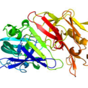 Enzymes Exporters, Wholesaler & Manufacturer | eximnext.com