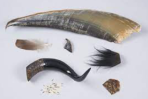 Horns, Skins, Hides, Skulls, Feathers & Hairs Of Animals Exporters, Wholesaler & Manufacturer | eximnext.com