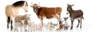Live Animals Exporters, Wholesaler & Manufacturer | eximnext.com