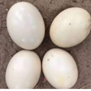 Ostrich Eggs Exporters, Wholesaler & Manufacturer | eximnext.com
