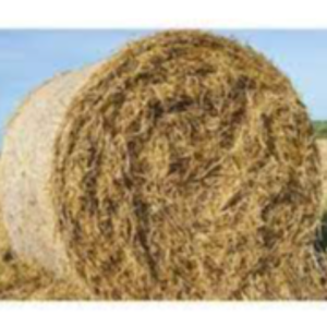 Wheat Straw Exporters, Wholesaler & Manufacturer | eximnext.com