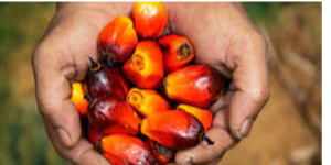Palm Oil Exporters, Wholesaler & Manufacturer | eximnext.com