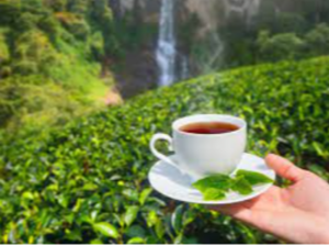 Tea Exporters, Wholesaler & Manufacturer | eximnext.com