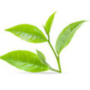 Tea Leaves Exporters, Wholesaler & Manufacturer | eximnext.com