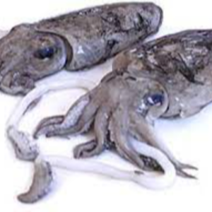 Fresh Cuttlefish Exporters, Wholesaler & Manufacturer | eximnext.com