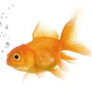 Fish Exporters, Wholesaler & Manufacturer | eximnext.com