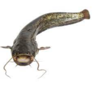 Fresh Catfish Exporters, Wholesaler & Manufacturer | eximnext.com