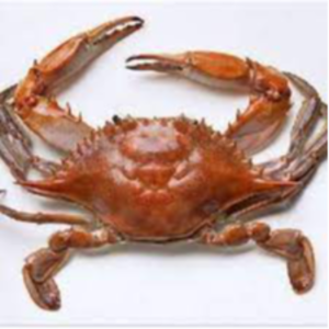 Fresh Crabs Exporters, Wholesaler & Manufacturer | eximnext.com
