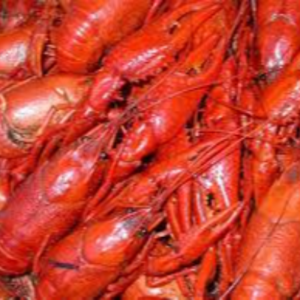 Fresh Crayfish Exporters, Wholesaler & Manufacturer | eximnext.com
