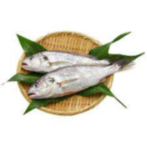 Fresh Croaker Fish Exporters, Wholesaler & Manufacturer | eximnext.com