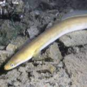 Fresh Eel Exporters, Wholesaler & Manufacturer | eximnext.com