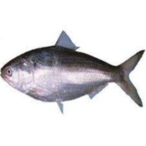 Fresh Hilsa Fish Exporters, Wholesaler & Manufacturer | eximnext.com