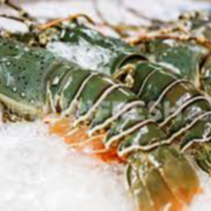 Fresh Lobsters Exporters, Wholesaler & Manufacturer | eximnext.com