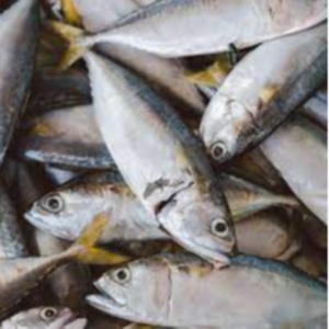 Fresh Mackerel Fish Exporters, Wholesaler & Manufacturer | eximnext.com