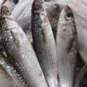 Fresh Mullet Fish Exporters, Wholesaler & Manufacturer | eximnext.com