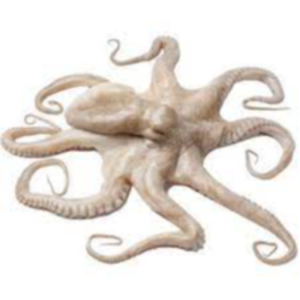 Fresh Octopus Exporters, Wholesaler & Manufacturer | eximnext.com