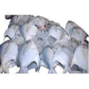 Fresh Pomfret Fish Exporters, Wholesaler & Manufacturer | eximnext.com