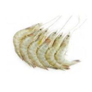 Fresh Prawns Exporters, Wholesaler & Manufacturer | eximnext.com