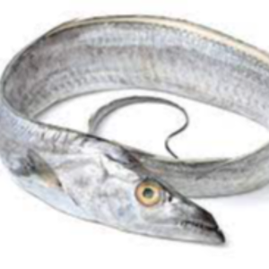 Fresh Ribbon Fish Exporters, Wholesaler & Manufacturer | eximnext.com