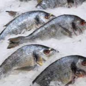 Fresh or Chilled Fish Exporters, Wholesaler & Manufacturer | eximnext.com