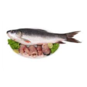 Fresh Rohu Fish Exporters, Wholesaler & Manufacturer | eximnext.com