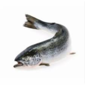Fresh Salmon Fish Exporters, Wholesaler & Manufacturer | eximnext.com