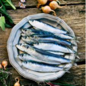 Fresh Sardine Fish Exporters, Wholesaler & Manufacturer | eximnext.com