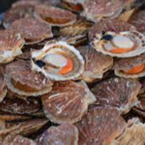 Fresh Scallops Exporters, Wholesaler & Manufacturer | eximnext.com