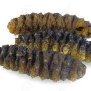 Fresh Sea Cucumber Exporters, Wholesaler & Manufacturer | eximnext.com