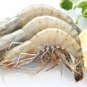 Fresh Shrimps Exporters, Wholesaler & Manufacturer | eximnext.com
