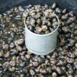Fresh Snails Exporters, Wholesaler & Manufacturer | eximnext.com