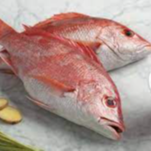 Fresh Snapper Fish Exporters, Wholesaler & Manufacturer | eximnext.com