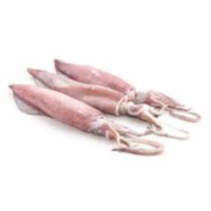 Fresh Squid Exporters, Wholesaler & Manufacturer | eximnext.com