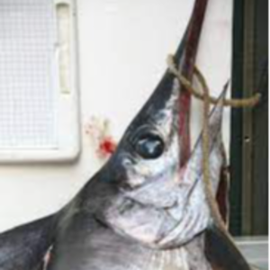 Fresh Sword Fish Exporters, Wholesaler & Manufacturer | eximnext.com