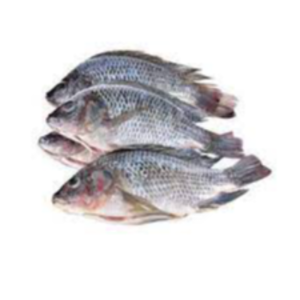 Fresh Tilapia Fish Exporters, Wholesaler & Manufacturer | eximnext.com