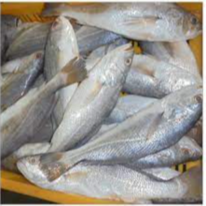Frozen Croaker Fish Exporters, Wholesaler & Manufacturer | eximnext.com