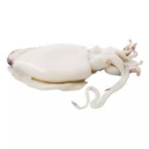 Frozen Cuttlefish Exporters, Wholesaler & Manufacturer | eximnext.com