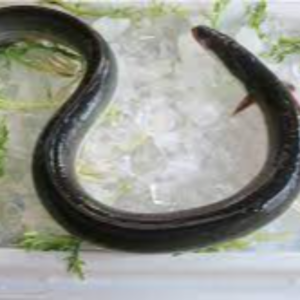 Frozen Eel Exporters, Wholesaler & Manufacturer | eximnext.com