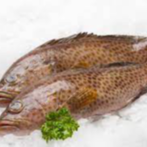 Frozen Grouper Fish Exporters, Wholesaler & Manufacturer | eximnext.com