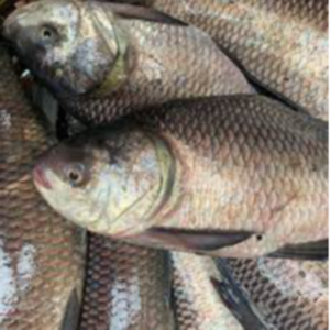 Frozen Katla Fish Exporters, Wholesaler & Manufacturer | eximnext.com